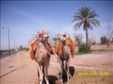 Marrakech_tour_bus_065