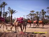 Marrakech_tour_bus_075