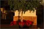 069Tenerife_2014