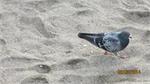 100Tenerife_2014