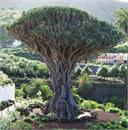 242Tenerife_2014