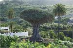 243Tenerife_2014