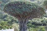 244Tenerife_2014