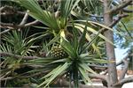 251Tenerife_2014