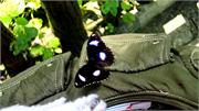 20-DSC08862