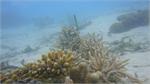 151Underwater_Maldives