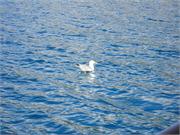 154Kotor-gulf