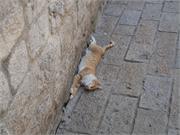 212Kotor-gulf